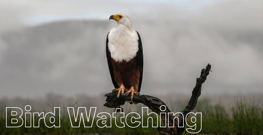 Bird Watching2