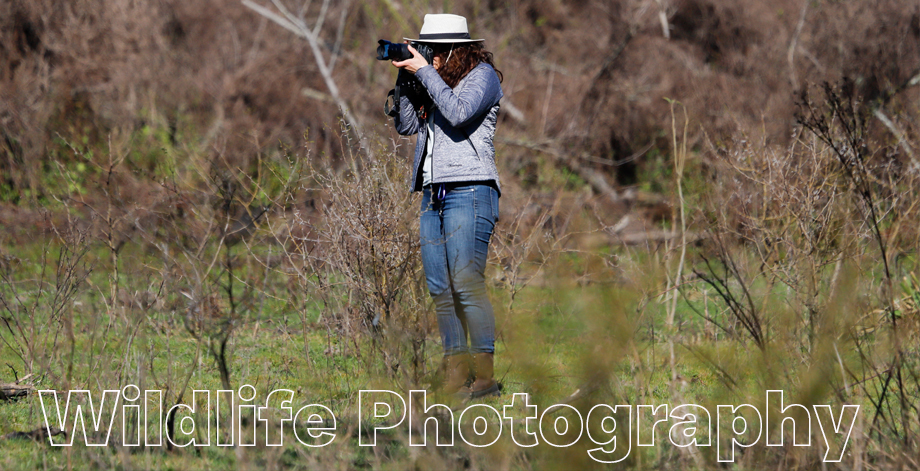 Wildlife Photography